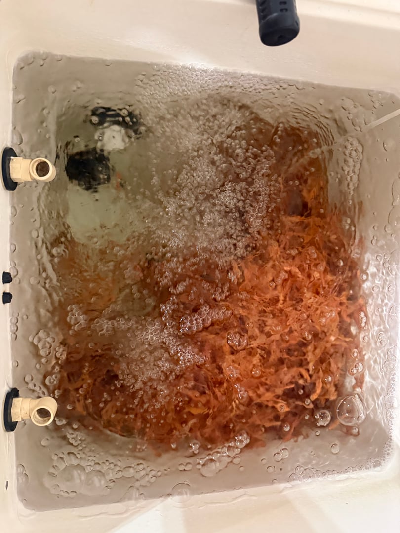 Fresh minnows ready for fishing