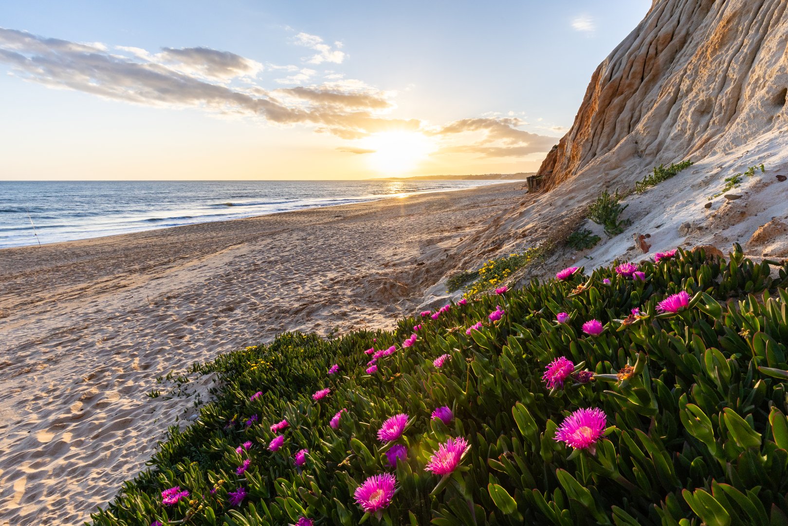 Cliffs on the Atlantic Ocean. Warm sunset in a landscape shot with purple flowers - Carpobrotus acinaciformis. Red cliffs with stunning formations on Praia da Falésia beach, Algarve, Portugal