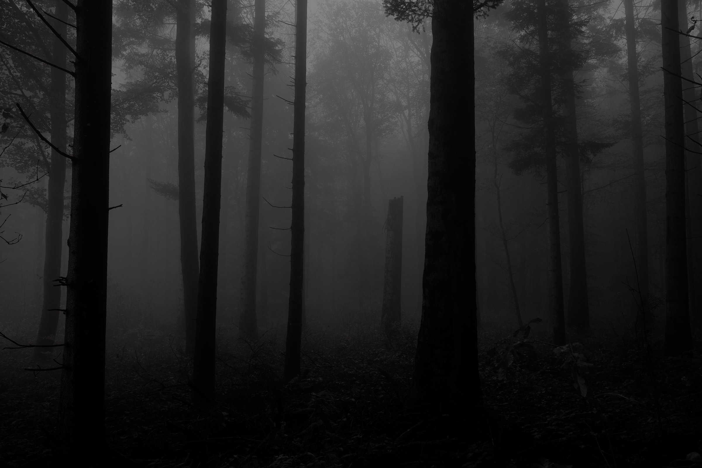 Nebliger dunkler wald