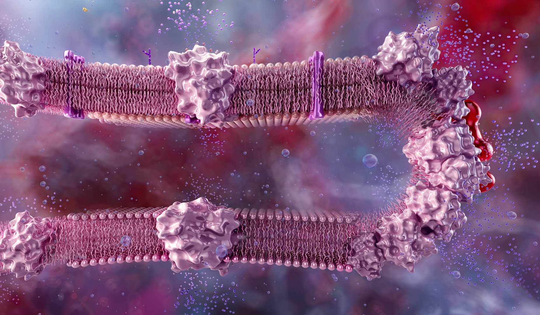 Scientific 3D illustration of mitochondrial inner membrane showing respiratory chain complexes and ATP synthase. Visualization of electron transport, proton gradient, oxidative phosphorylation, and cellular energy production. High-resolution molecular biology artwork, digitally generated for medical and educational use