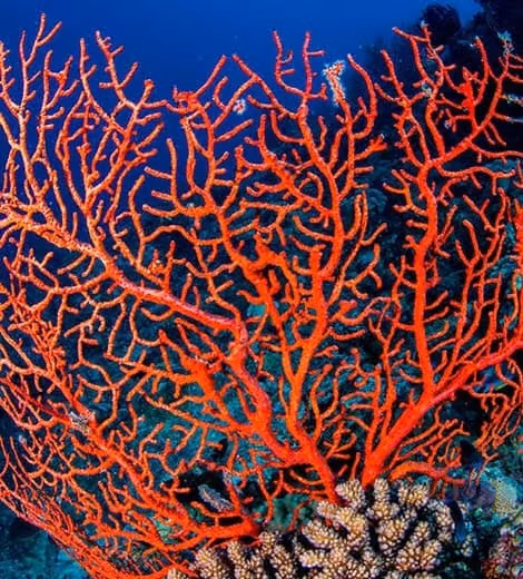 Coral reef