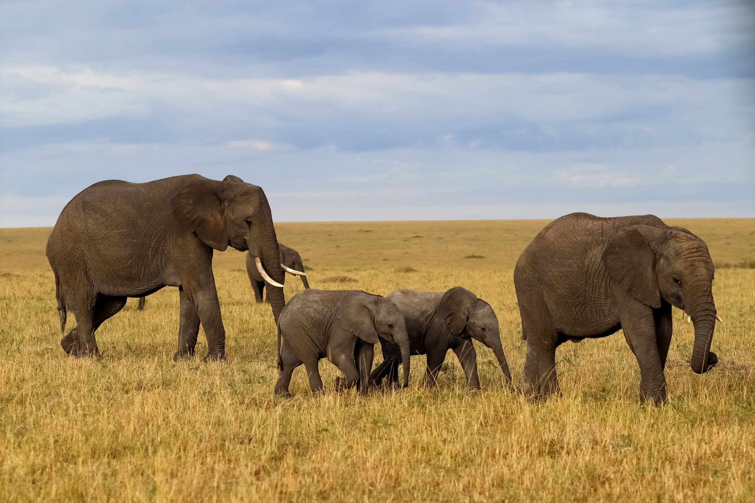 Two adult elephants and their calves walking together across the African savanna under a cloudy sky, embodying the beauty of wildlife