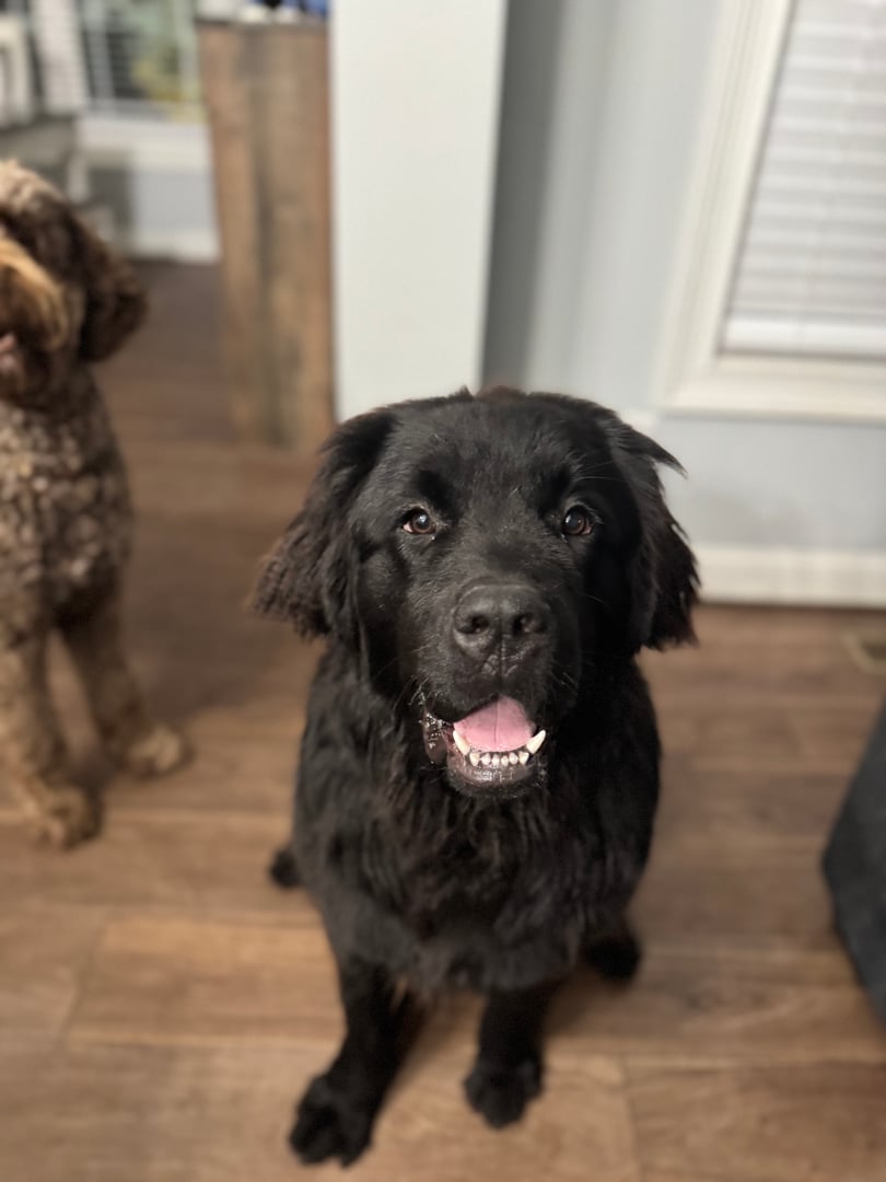 Pet care at Bryson's Pet Services