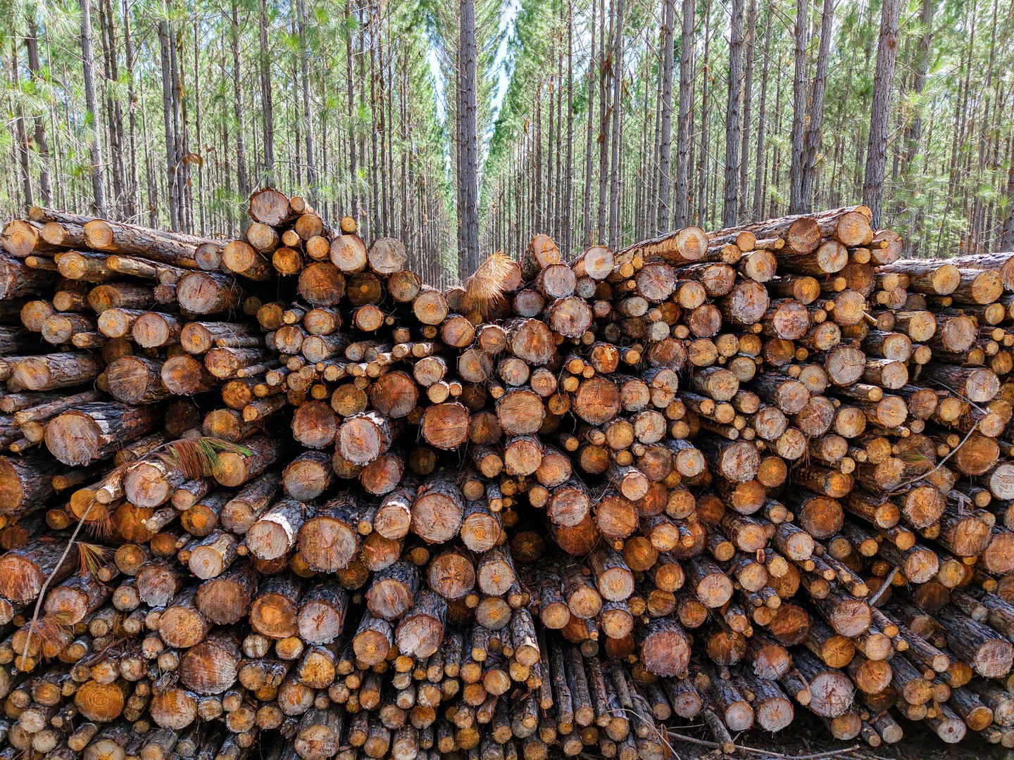 A pile of cut timber logs in the forestry