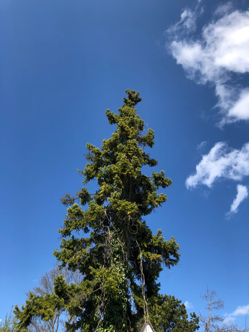 General Gardening Work Detail 4