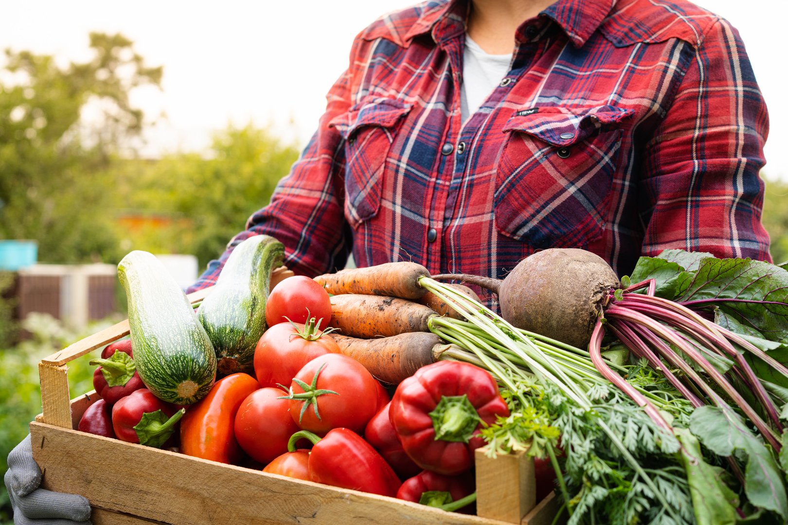 wooden box with a crop of organic vegetables in the hands of a farmer in a greenhouse, harvesting concept