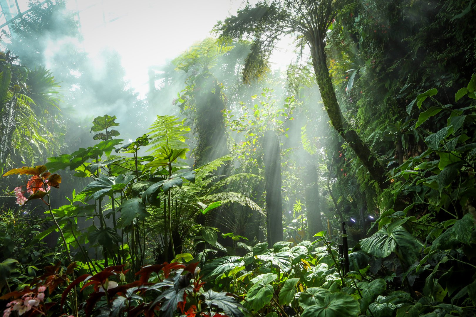 A misty, foggy rainforest landscape in the Cloud Forest, Singapore. Beautiful natural green framed background.