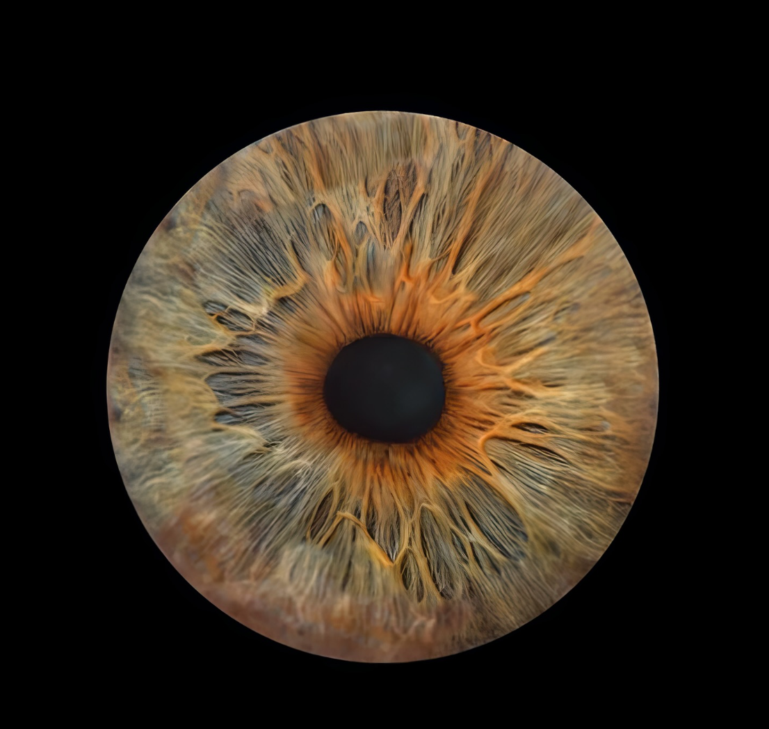 Iris Photography