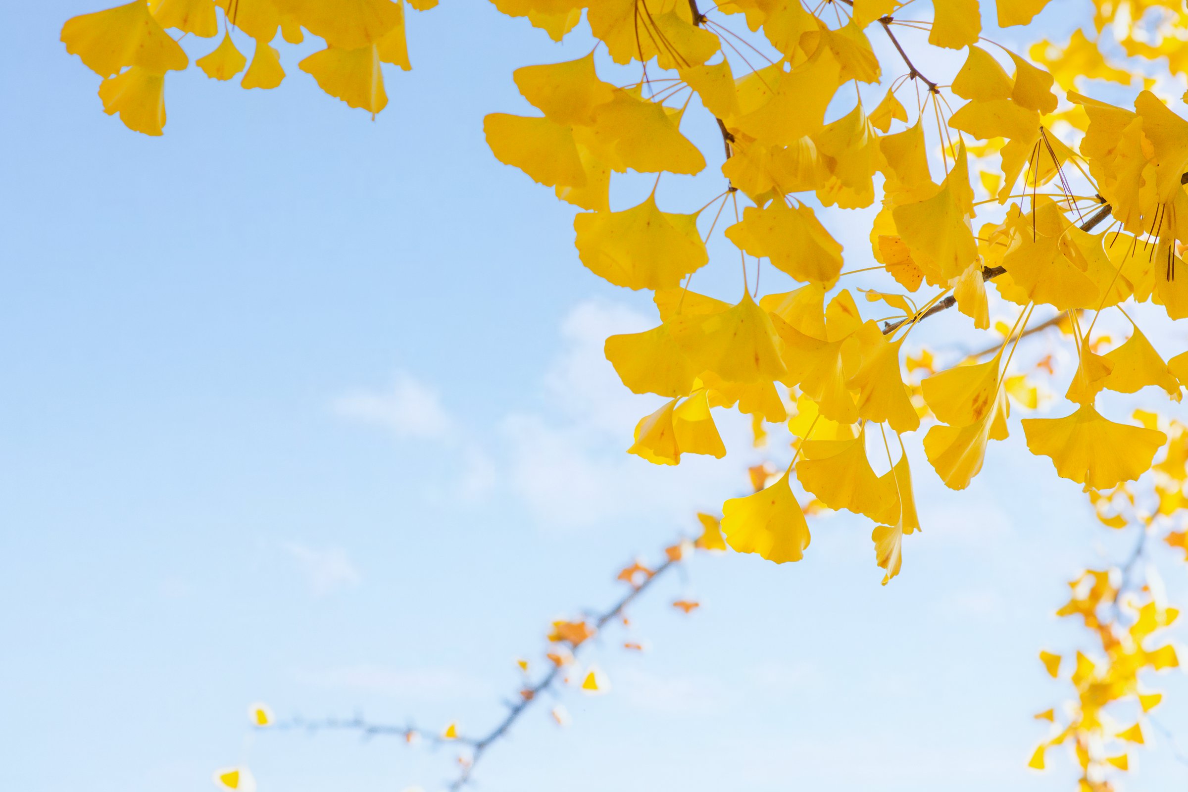 Colorful leaves and flowers in an autumn garden with sky background.