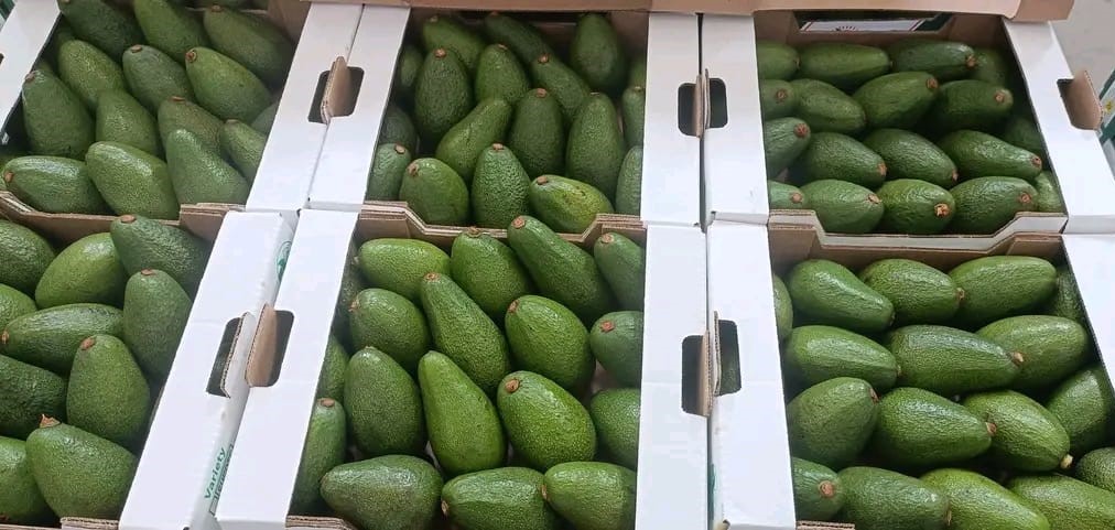Workers in cold storage facility preparing produce for export