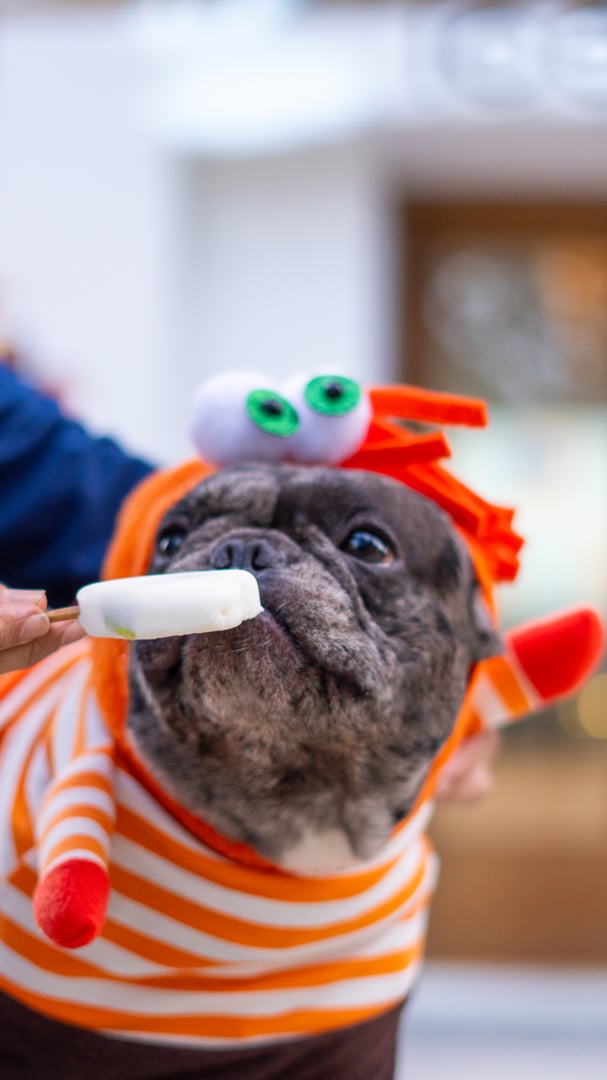 Decorative dog image