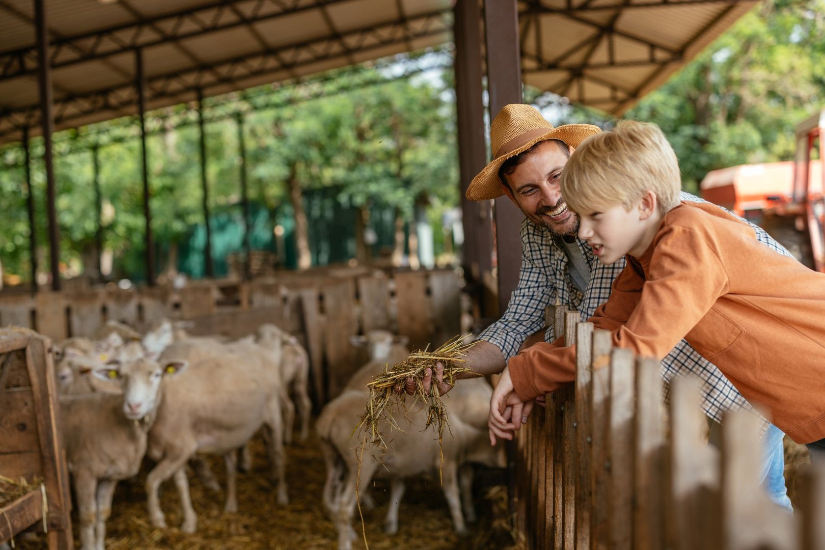 Father and son bonding while feeding sheep in a barn, enjoying a moment of learning about rural life and family connection