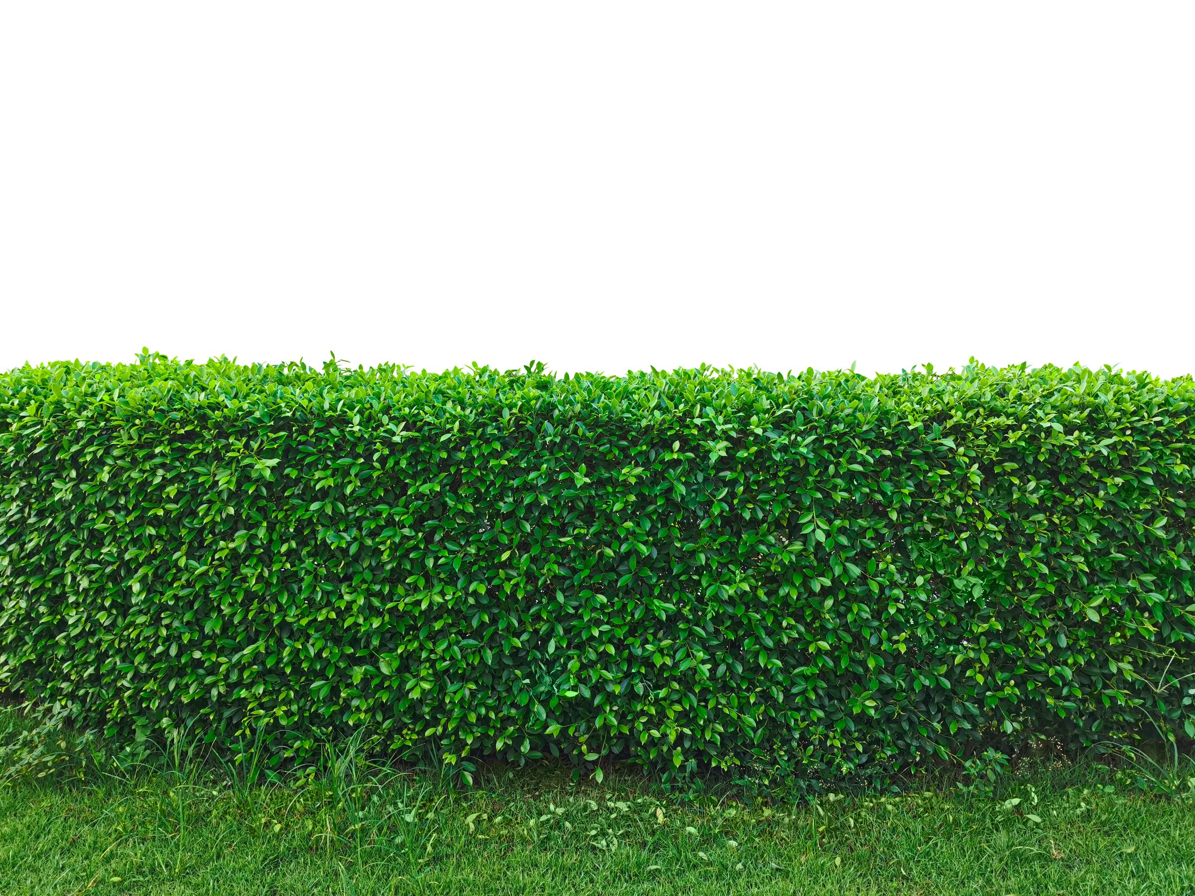 Green Tree Fence or Wall, Vision Design Ideas.