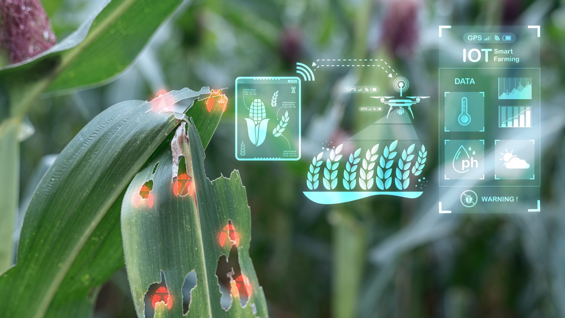 Corn leaf damaged by pests detected by smart farming IoT technology and drone, concept of precision agriculture and crop protection