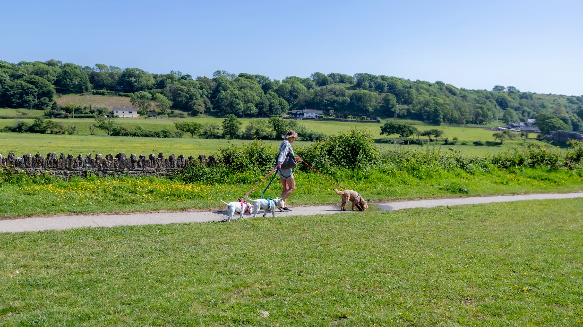Professional dog walker in countryside