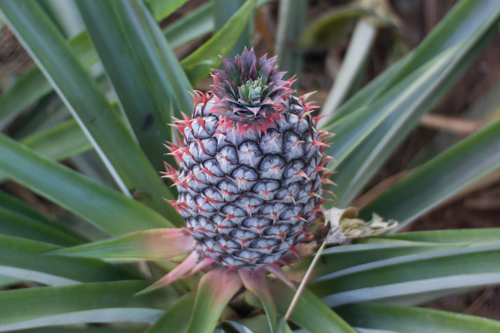 Young pineapple or Ananas comosus is red