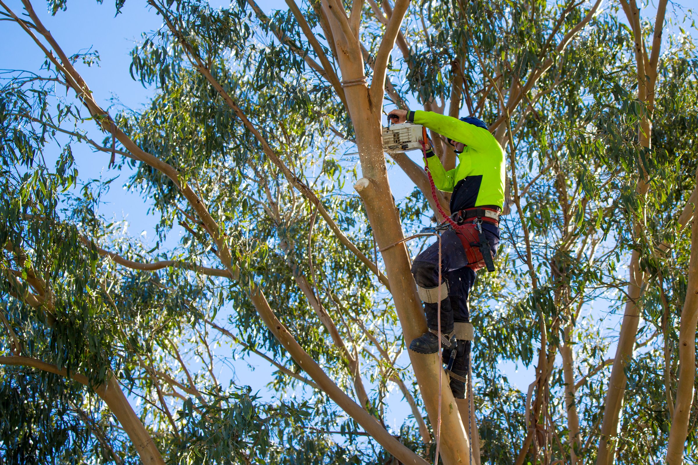 A skilled arborist, attached to ropes and a harness, works high up in a eucalyptus tree chainsawing branches off so the tree can be felled