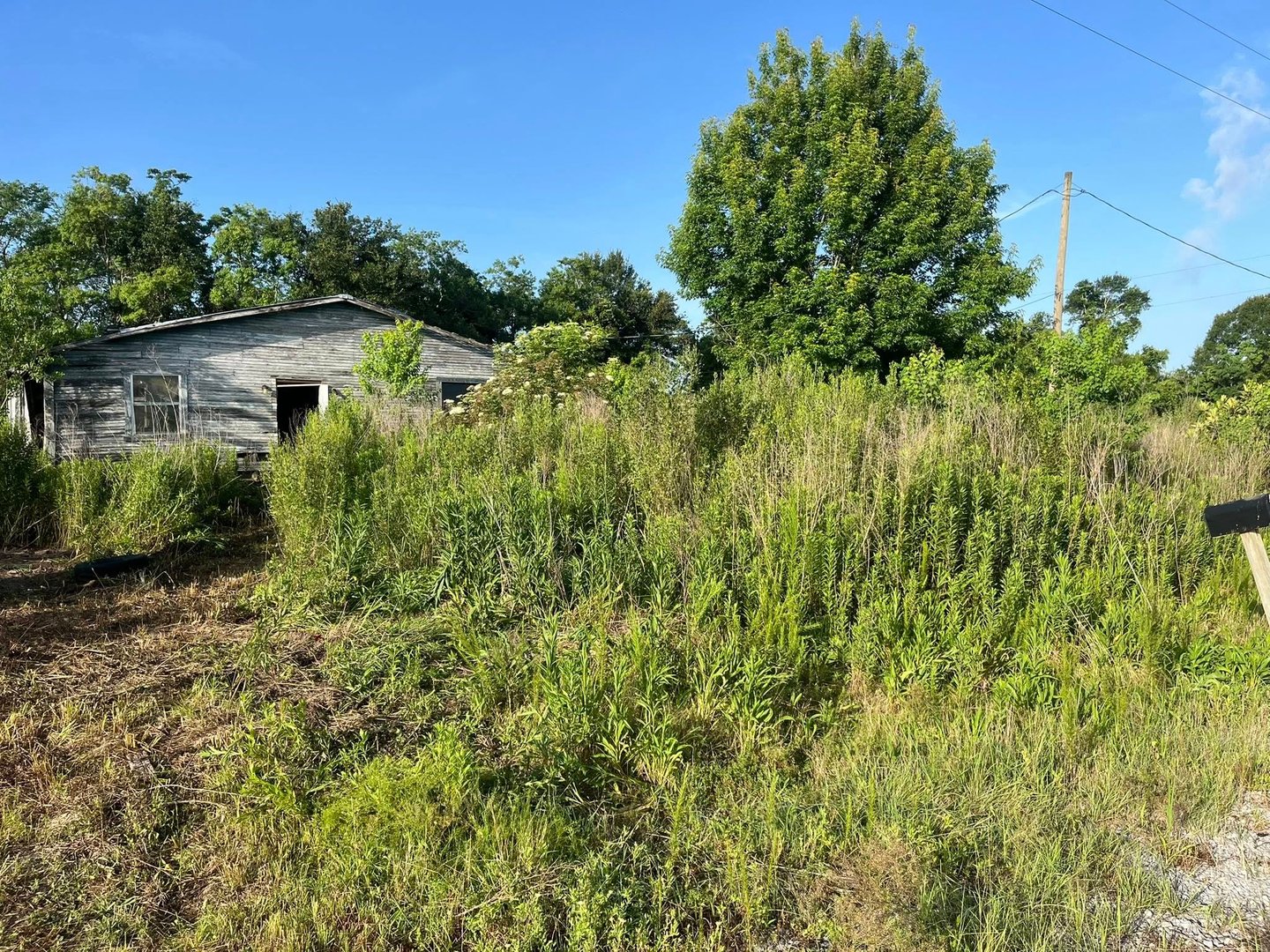 Before land clearing