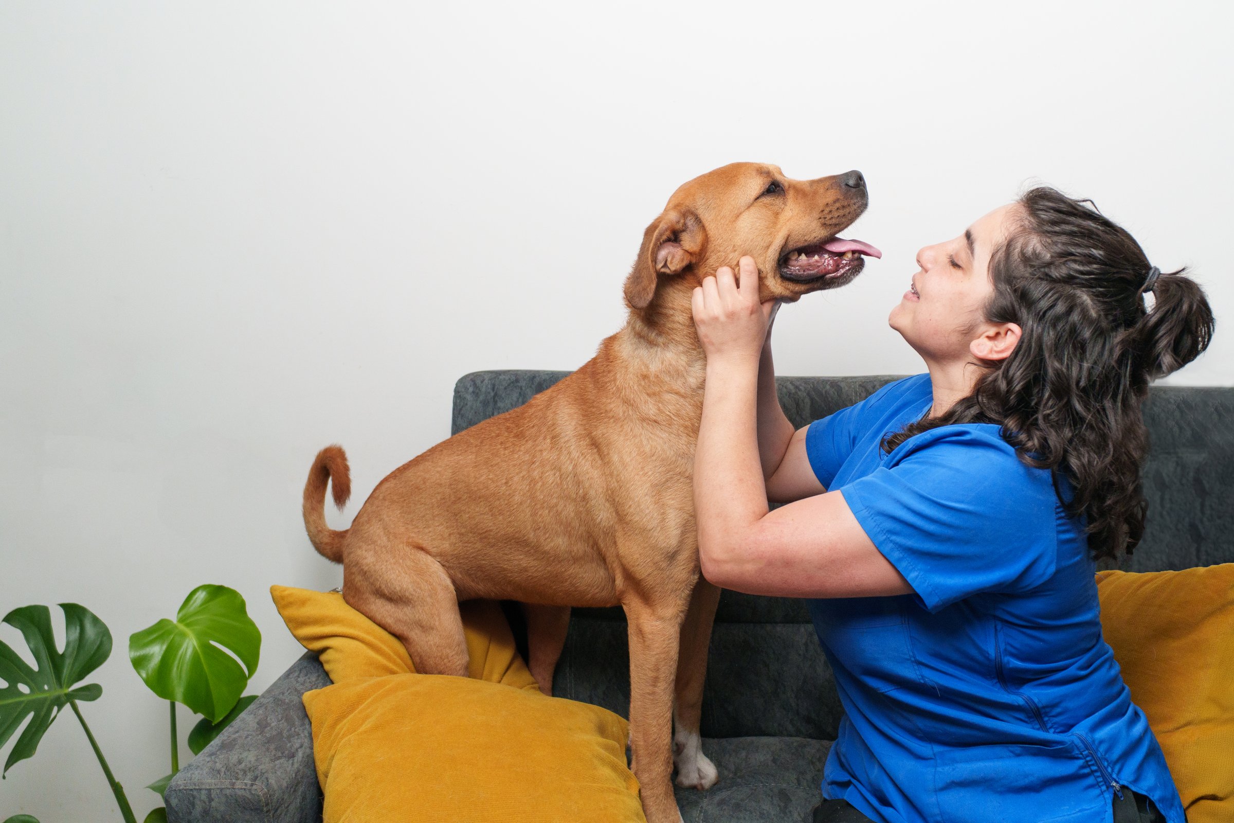 Woman petting a happy dog with affection on a couch