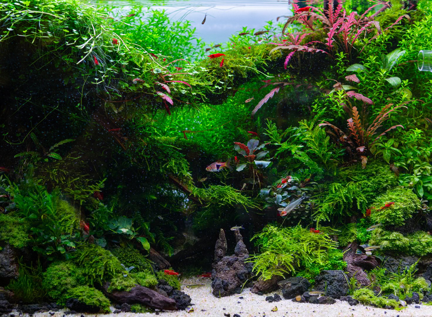 Self-sustaining heavily planted freshwater aquarium with lush green tropical plants in Dutch aquascape style