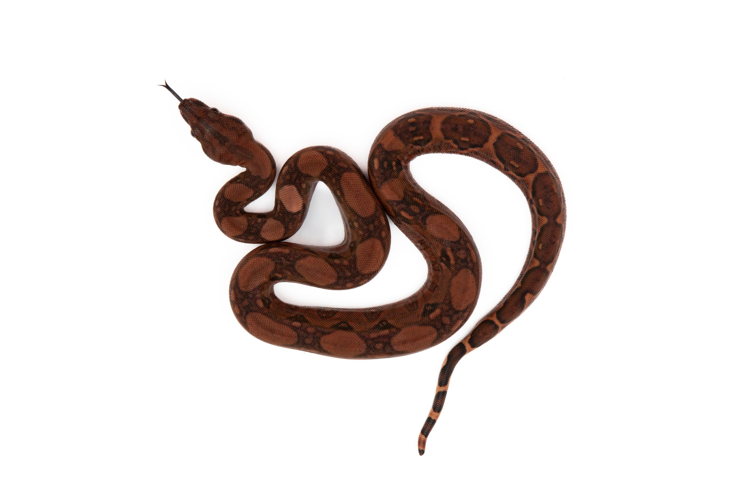 Top view of blood baby boa imperator / boa constrictor slithering with tongue out on a white background