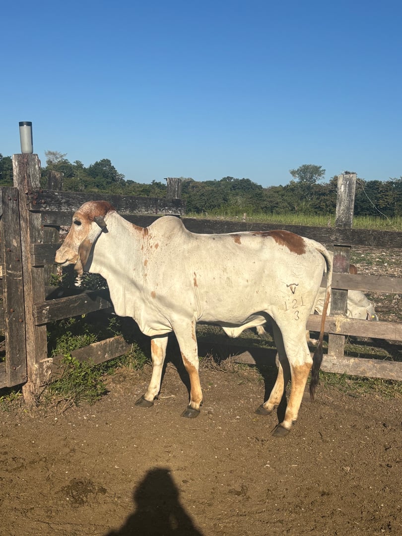 La Elena - donadora Gyr hija de Dom Da Silvania - embriones disponibles Rancho 3 Jotas