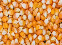 Maize