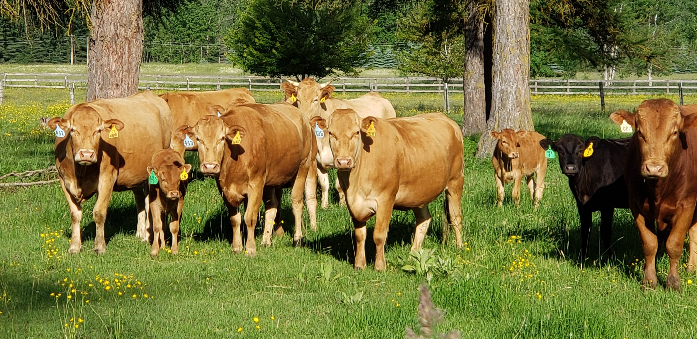 Wagyu Cattle Grazing in North Idaho Pastures