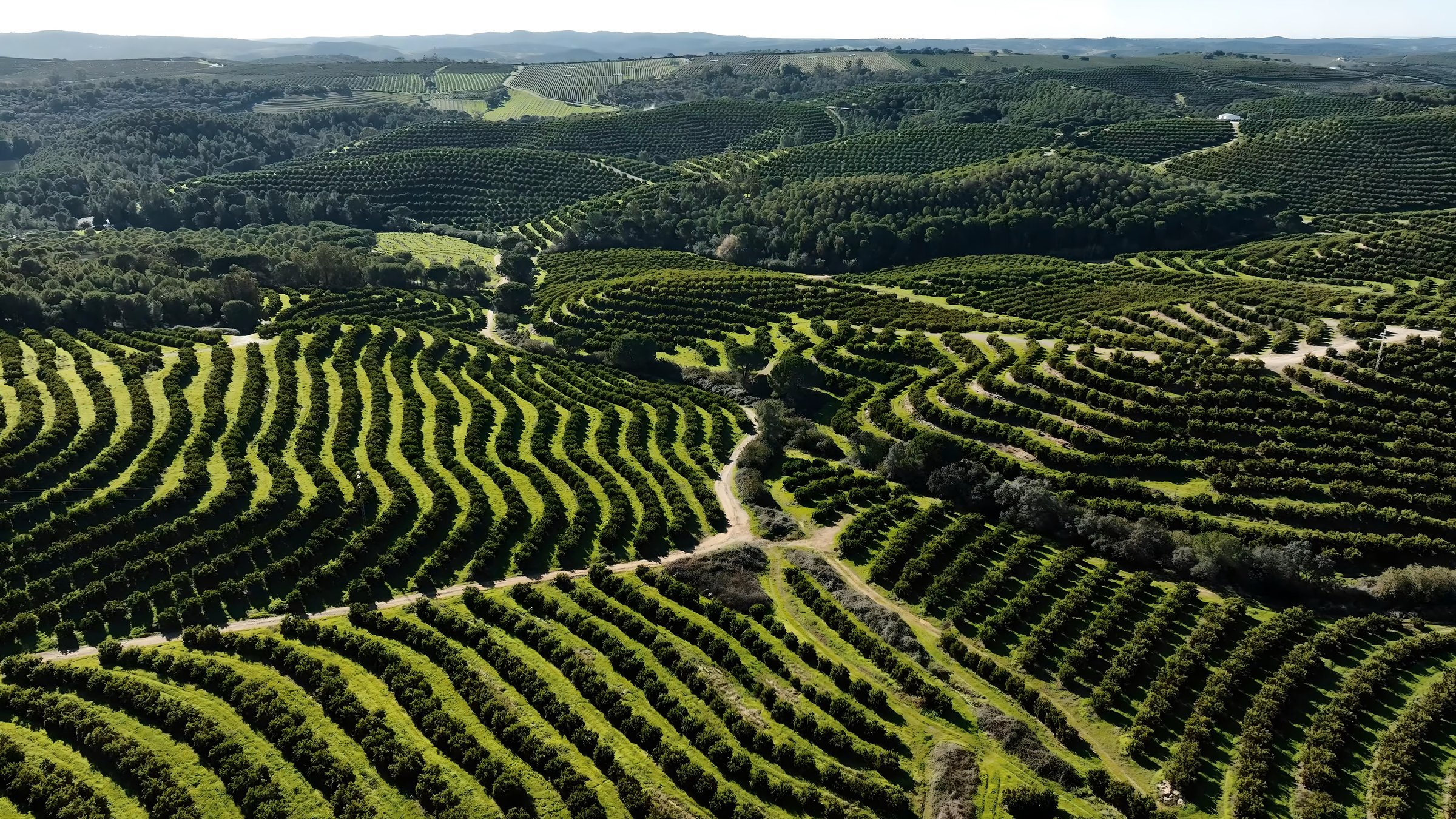 Large avocado plantations in the harvesting process
