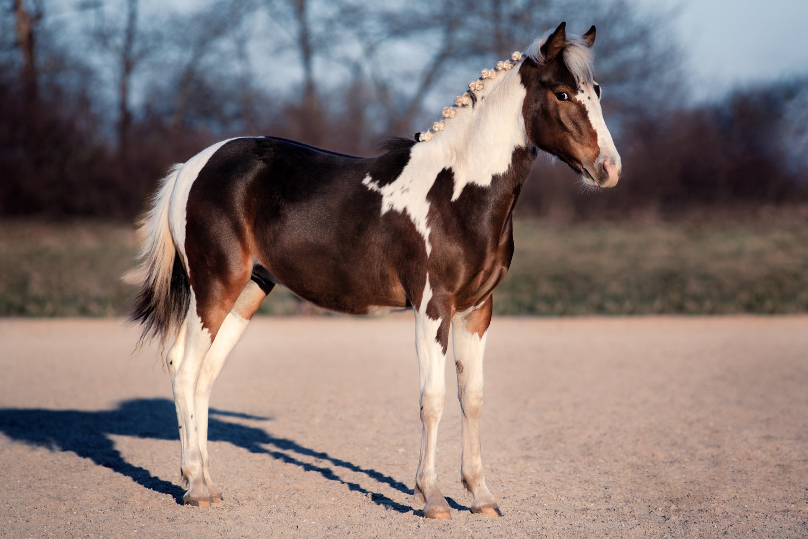 A young horse with white and brown color is standing proud in the sunshine