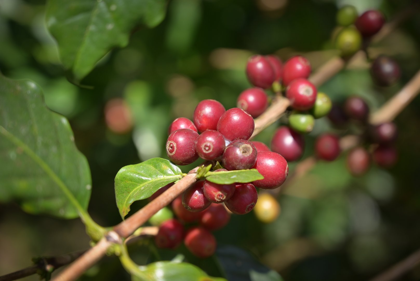 A fresh coffee bean bush in a tropical garden, featuring ripe red coffee beans on its branches. Surrounded by lush green leaves, showcasing the natural beauty and richness of coffee cultivation.