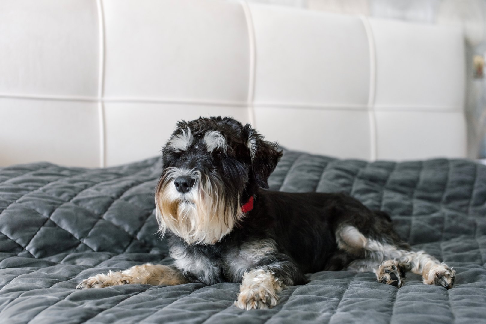 Capture the peaceful moment of a cute small black and gray dog lying comfortably on a soft gray bedspread in a serene bedroom setup