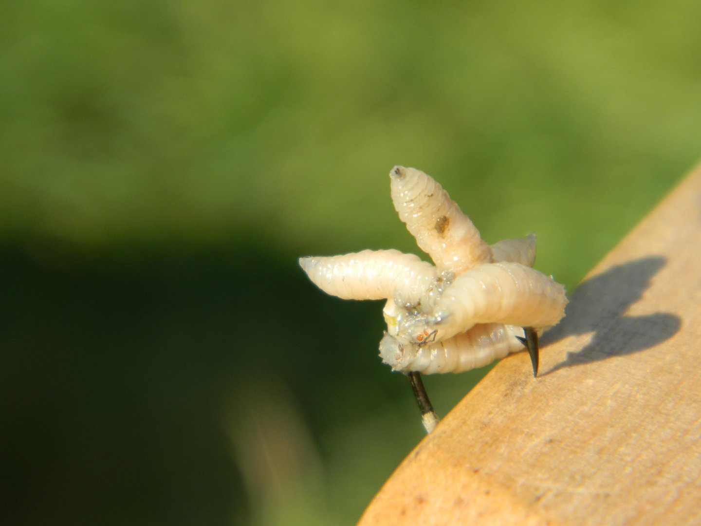 Worms as fishing bait on hook closeup.