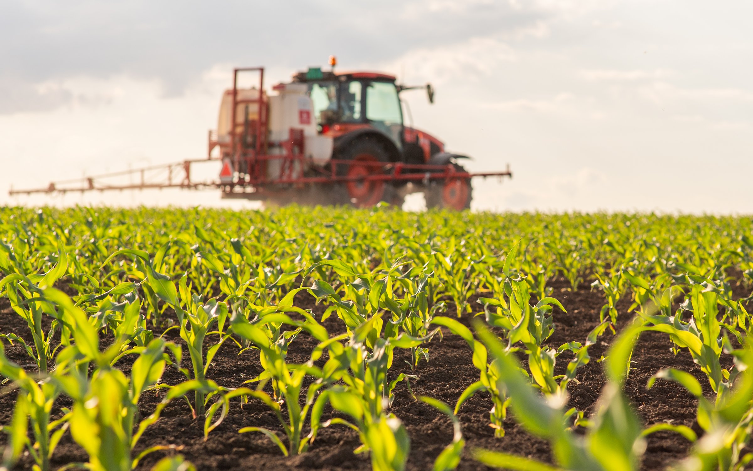 Tractor spraying pesticides on corn field  with sprayer at spring
