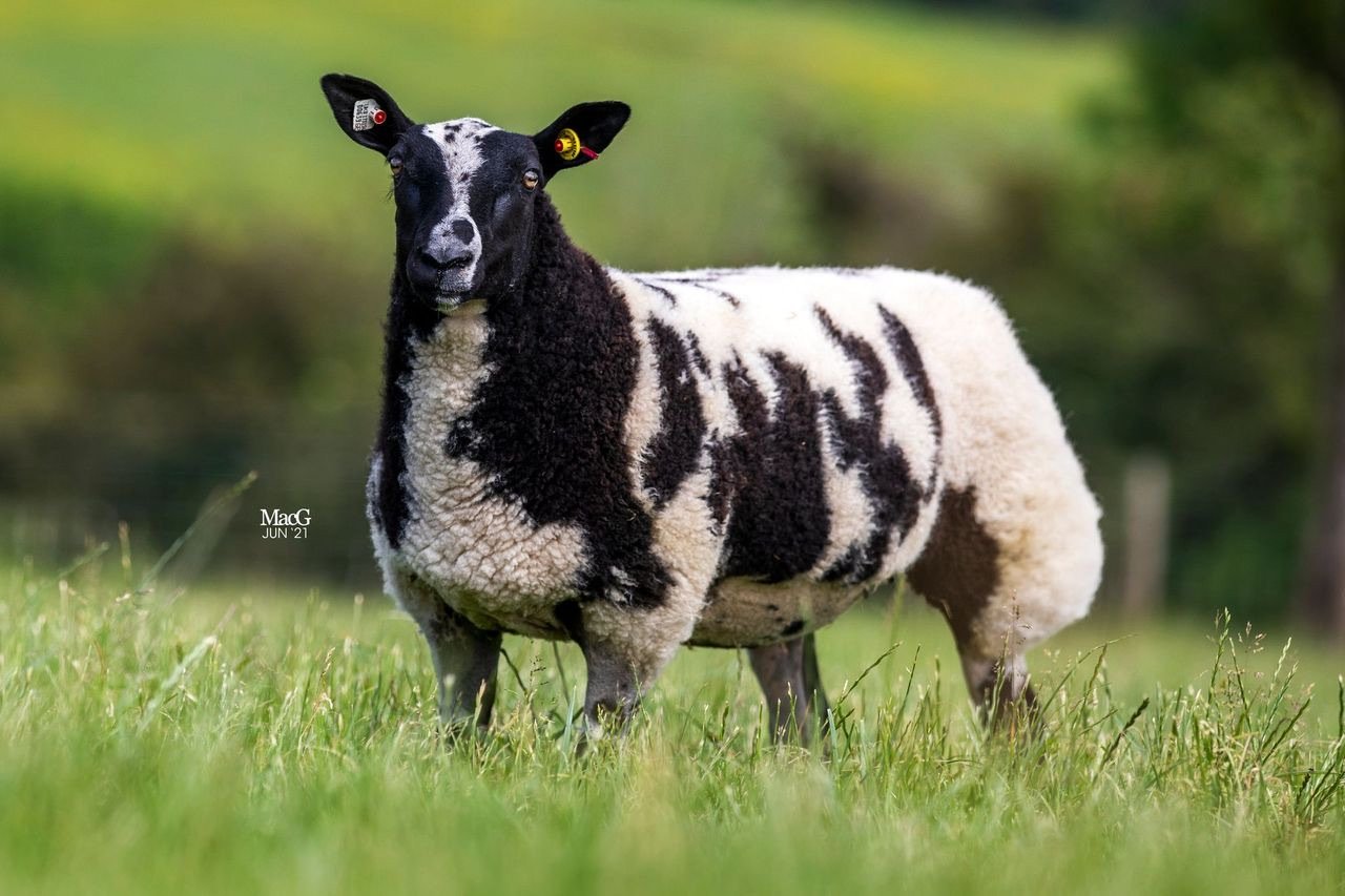 Commercial Sheep at Park Hills Farm