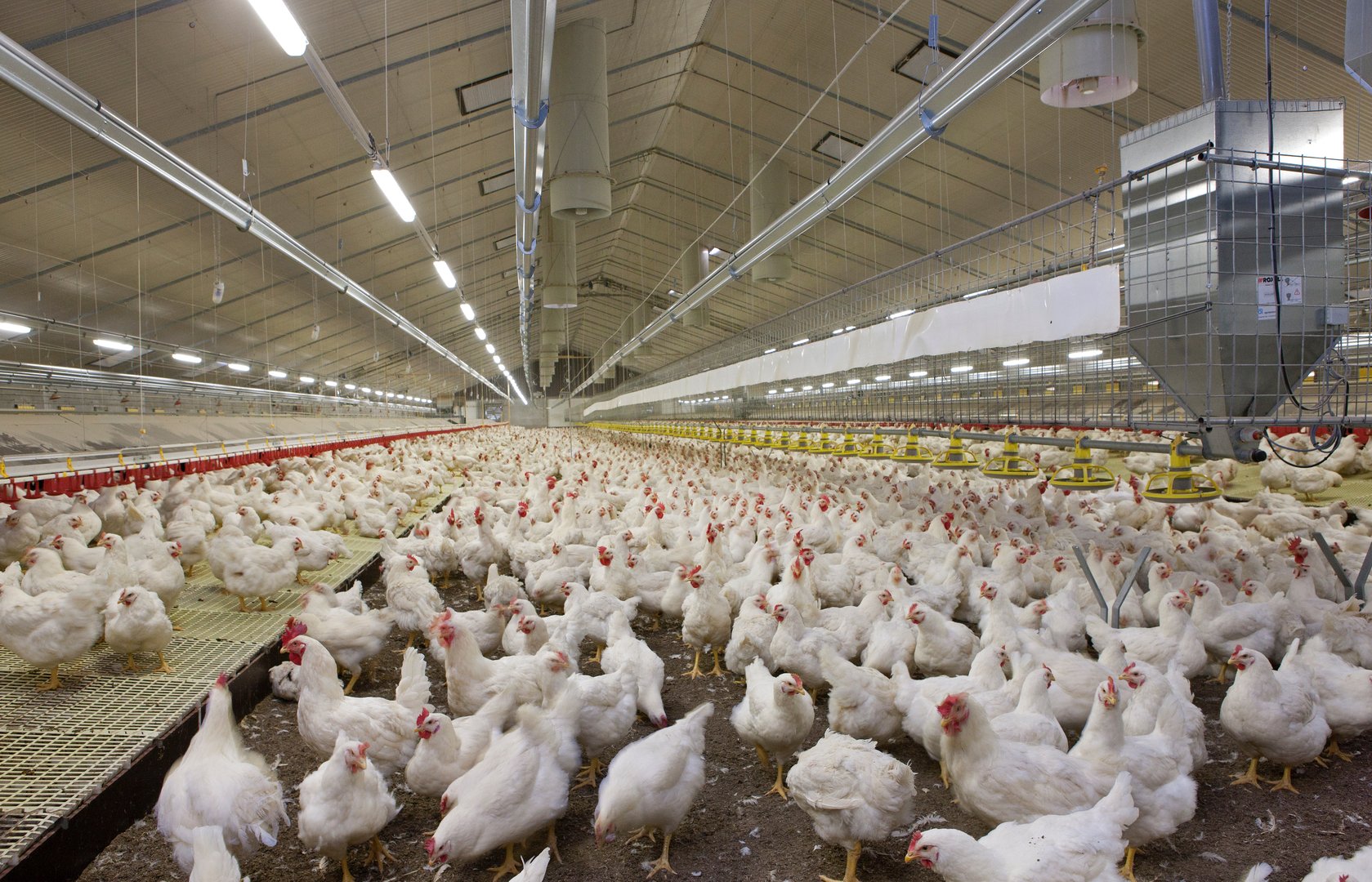 Modern poultry barn with chicken and chicks. Chicken breeding for meat production.