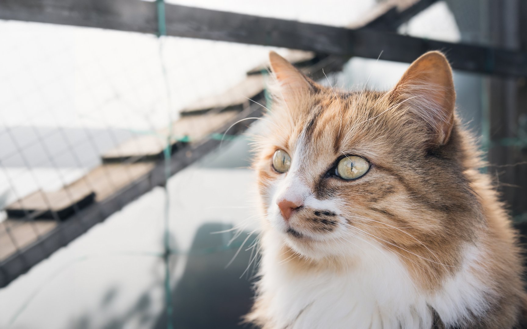Cat on patio catio