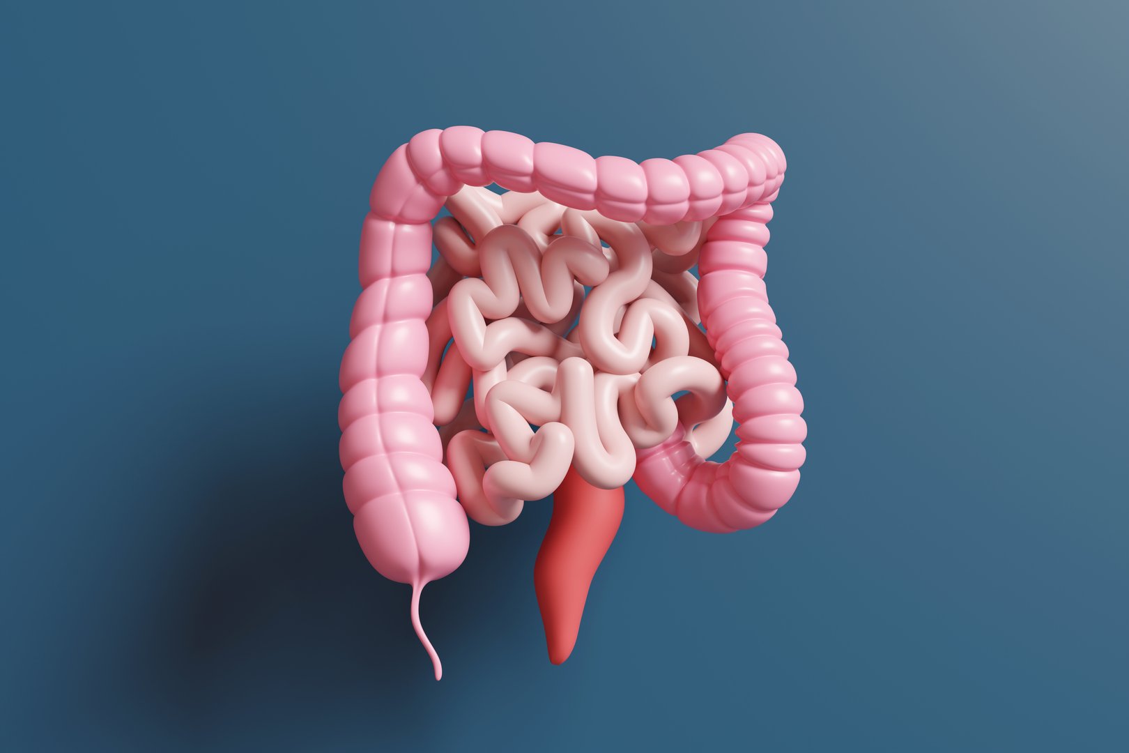 Model of large and small intestine on dark blue background. Illustration of the concept of human digestive system and gut health