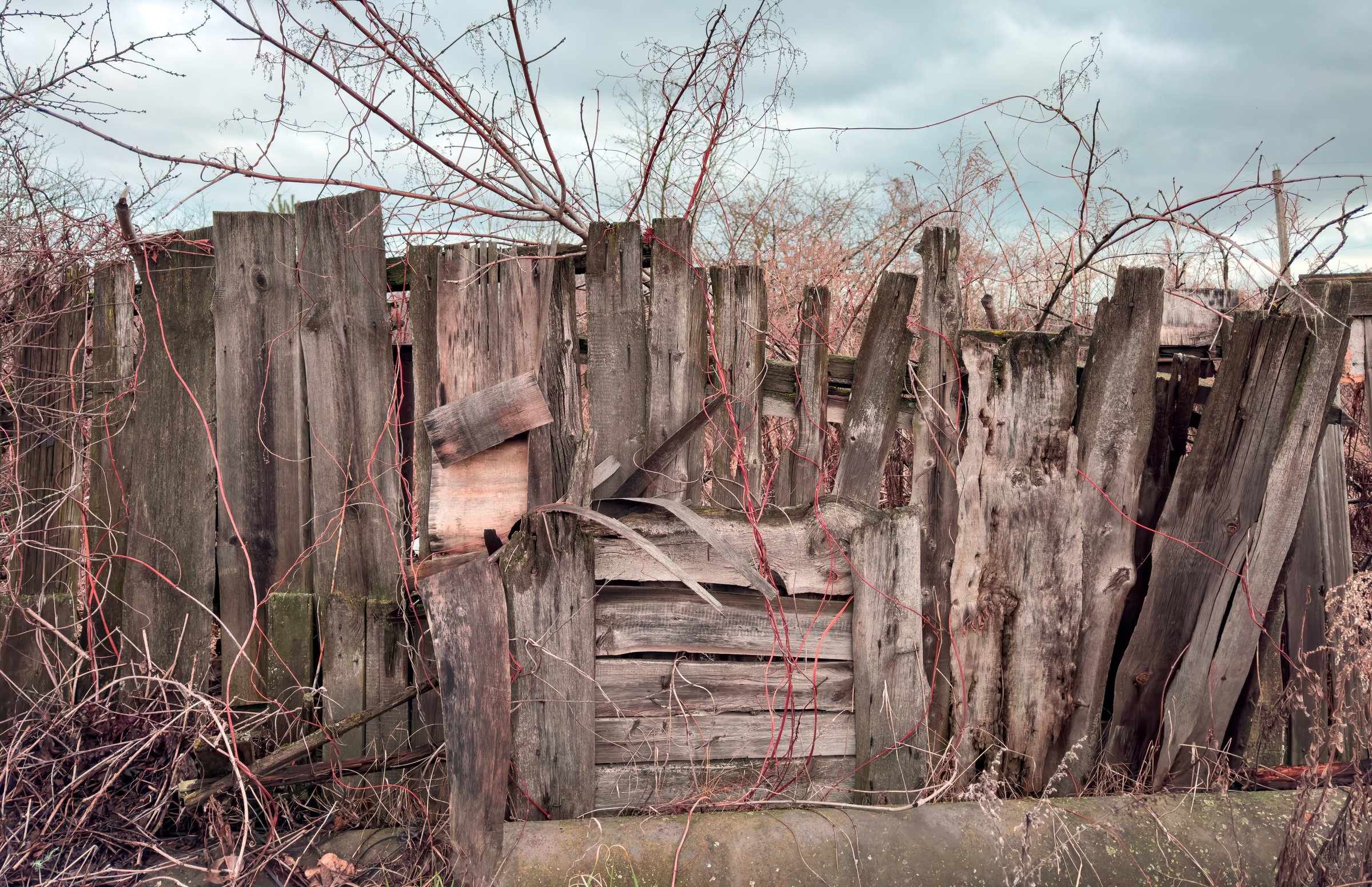 A wooden fence with a broken gate and a lot of weeds growing on it. The fence is old and rusted, and the gate is missing. The scene gives off a sense of abandonment and neglect