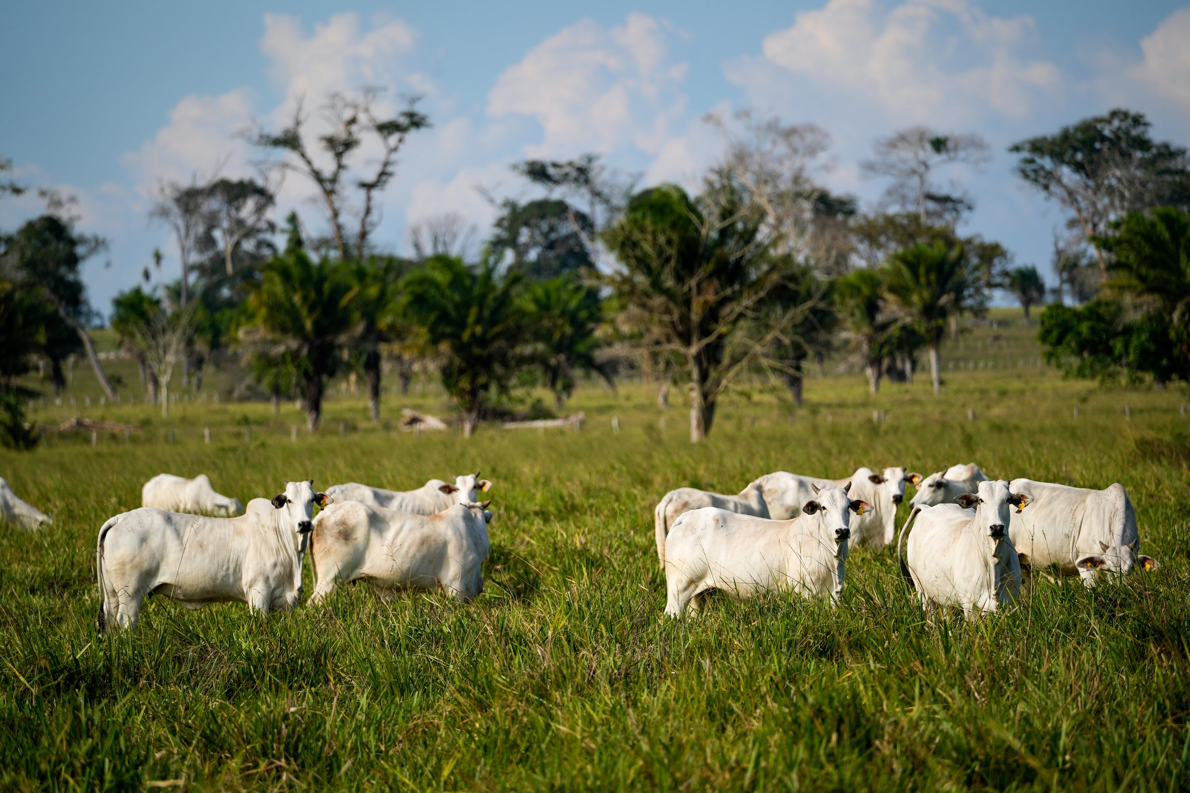 Deforestation on a farm cattle pasture in the Amazon rainforest. Concept of environment, agriculture, ecology, climate change, conservation, nature, climate crisis, global warming, co2 footprint.