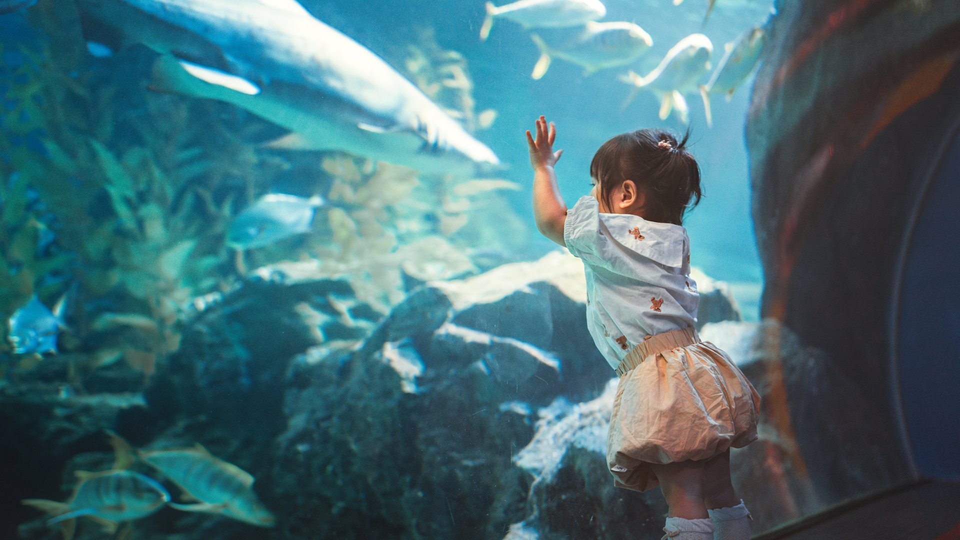 Curious excited little child watching colorful fish swim in a large aquarium – toddler enjoying underwater world, learning and exploring marine life with wonder in public aquarium, childhood discovery