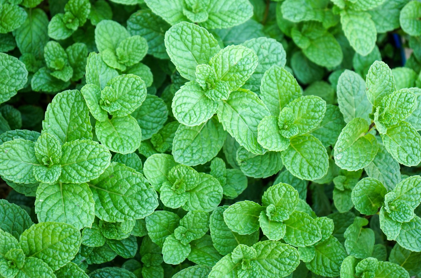 Fresh Mint Leaves