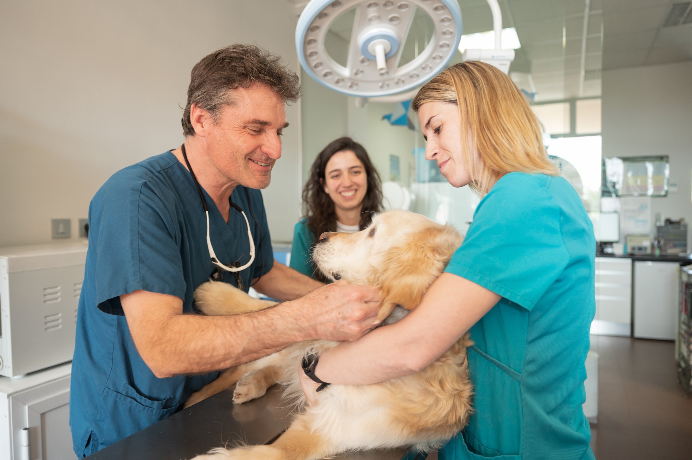 Veterinarians are examining a beautiful golden retriever on a table in a modern veterinary clinic