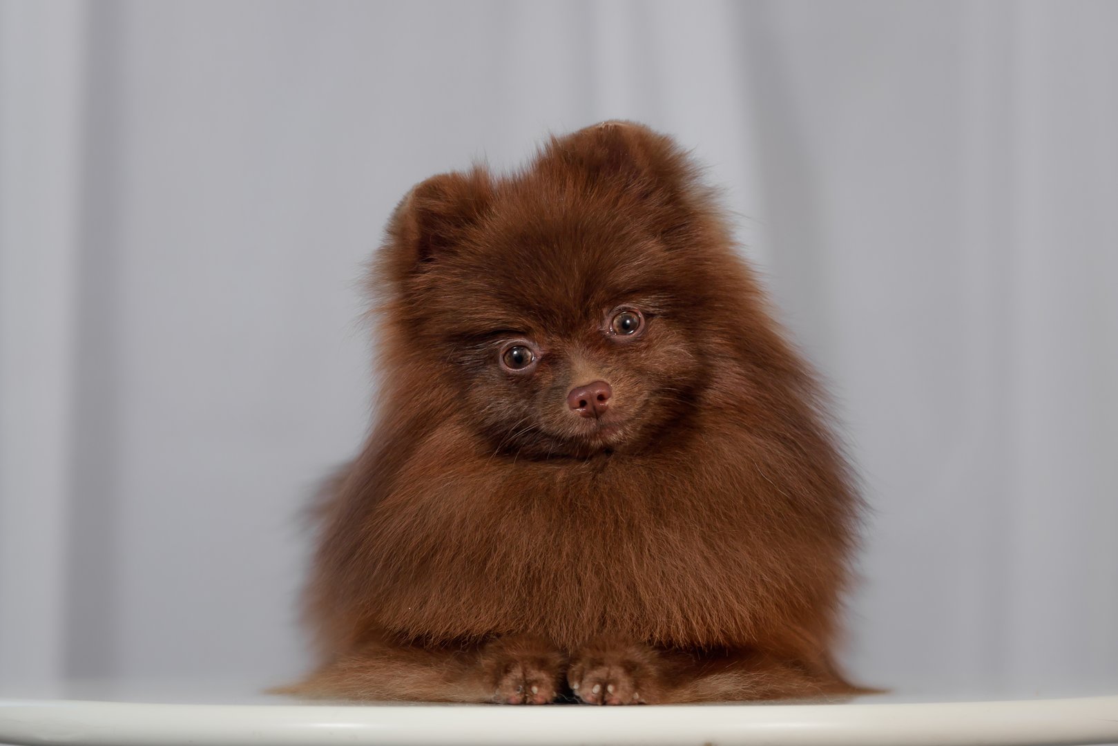 Brown Pomeranian dog lying down with dense fur and cute expression. Neutral background emphasizes rich coat color and small size. Perfect for pet lifestyle, grooming, or dog show topics.