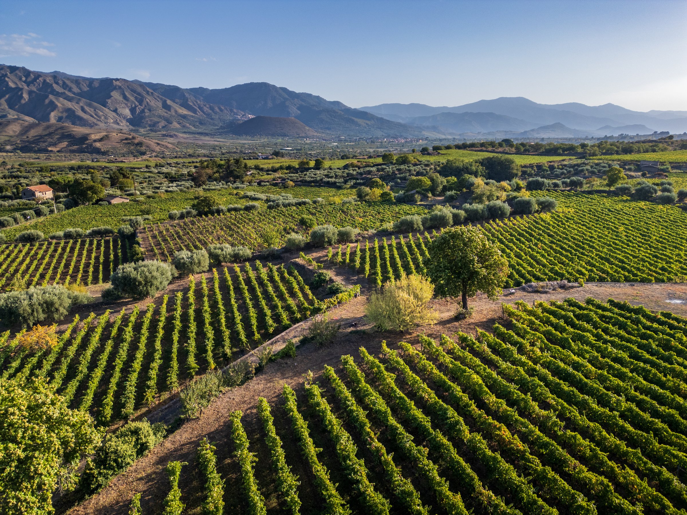 Picturesque vineyard landscape in Sicily, Italy. Rows of grapevines stretch across rolling hills, with majestic mountains in the background. Lush Mediterranean countryside showcases Italian winemaking regio
