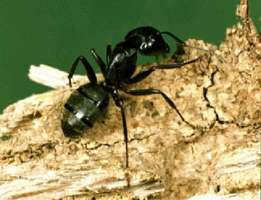 Carpenter Ant identification guide