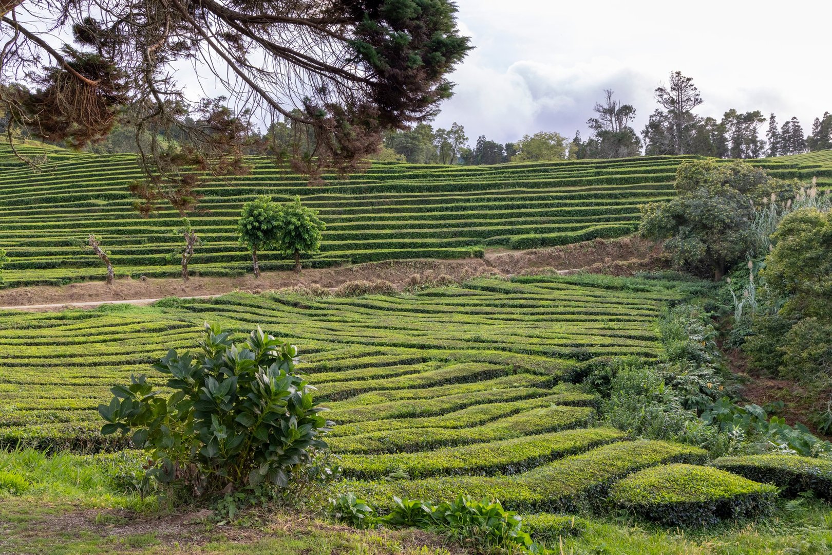A lush green tea camellia sinensis field with a tree in the middle. The field is full of rows of plants and the sky is cloudy in Sao Miguel, Azores