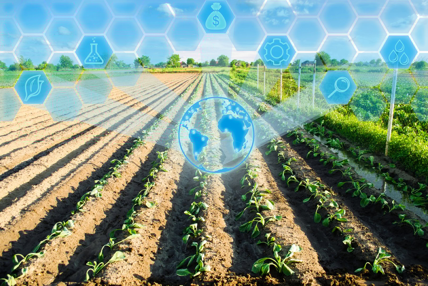 vegetable rows of young cabbage grow in the field. farming, agriculture. agroindustry. Innovations in agriculture. High technology and research. Increase plant yields