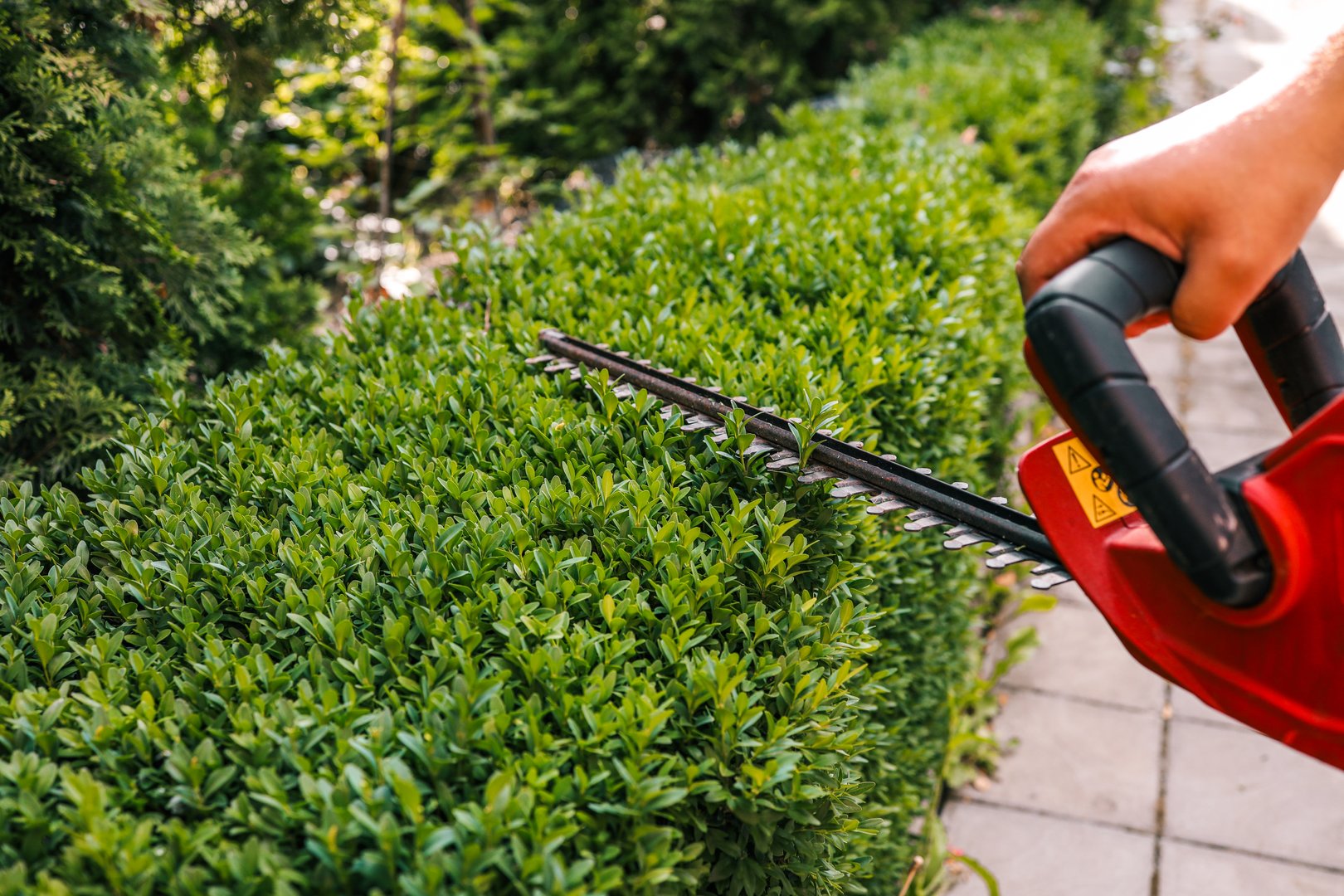 Close-up of an electric hedge trimmer cutting boxwood in a sunny garden. Ideal for yard upkeep, landscaping, and shaping green foliage.