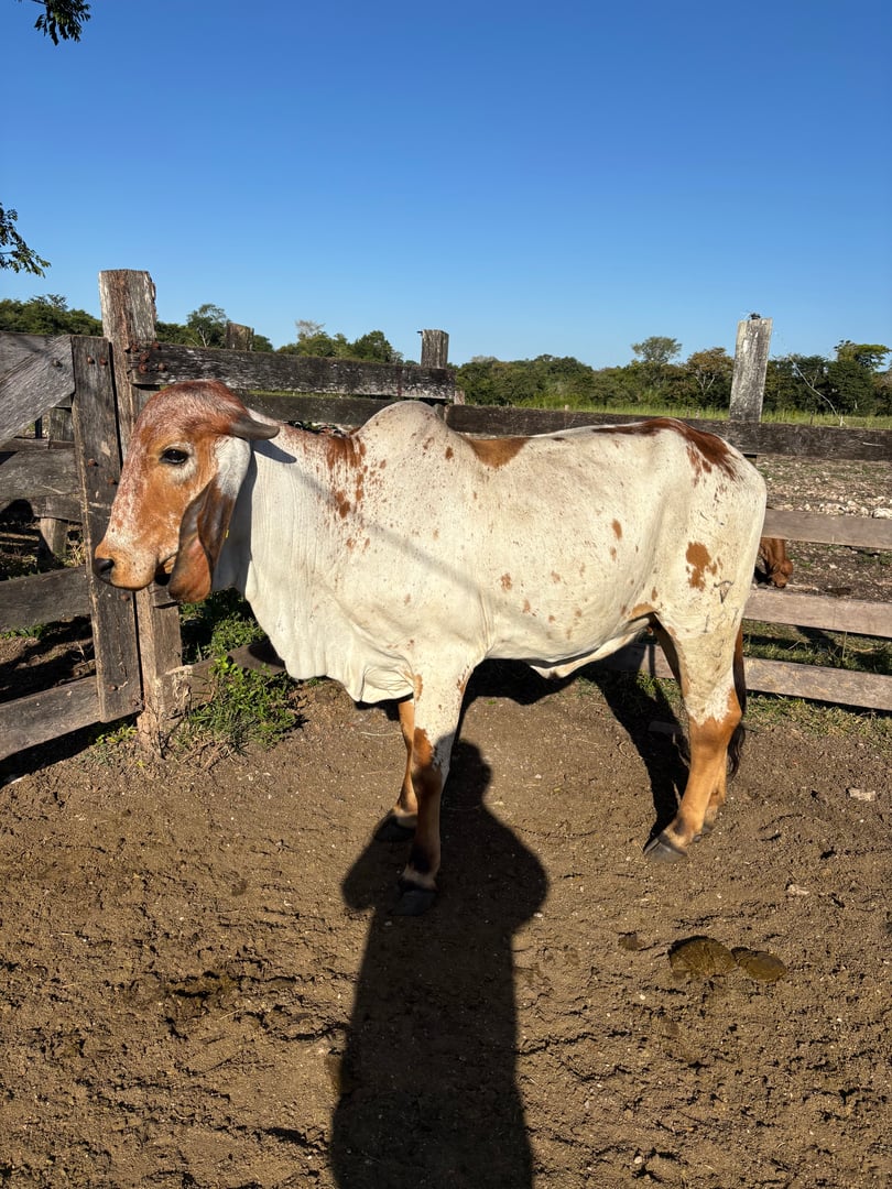 La Libertad - donadora Gyr hija de Dom Da Silvania - embriones convencionales disponibles